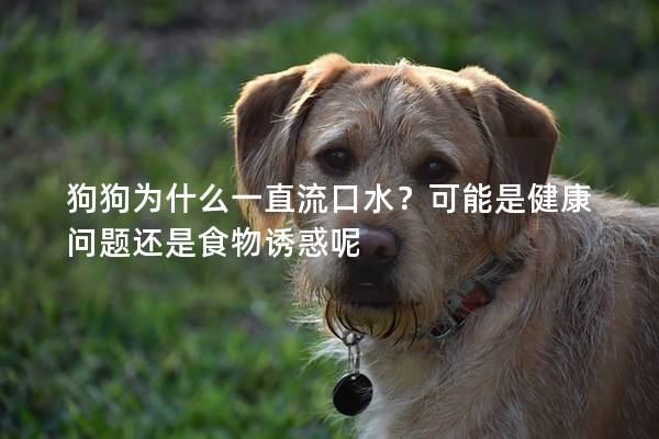 狗狗为什么一直流口水？可能是健康问题还是食物诱惑呢