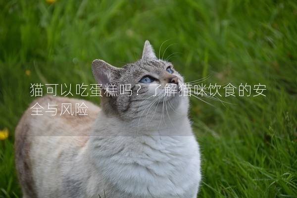 猫可以吃蛋糕吗？了解猫咪饮食的安全与风险