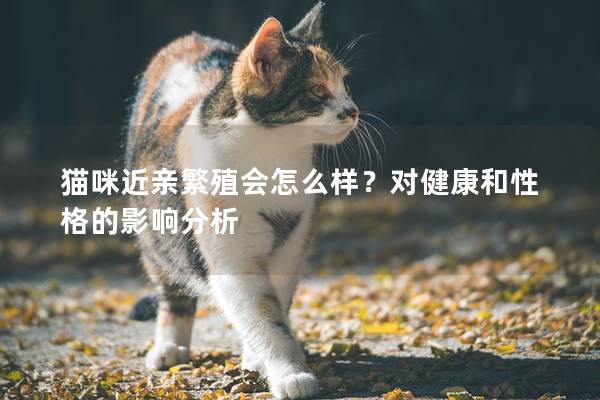 猫咪近亲繁殖会怎么样？对健康和性格的影响分析