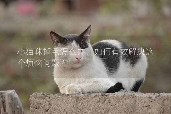 小猫咪掉毛怎么办，如何有效解决这个烦恼问题？