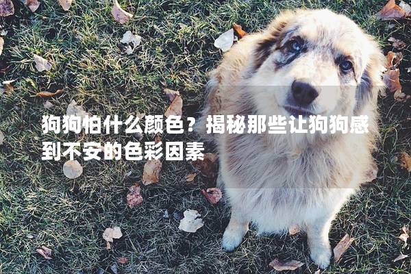 狗狗怕什么颜色？揭秘那些让狗狗感到不安的色彩因素