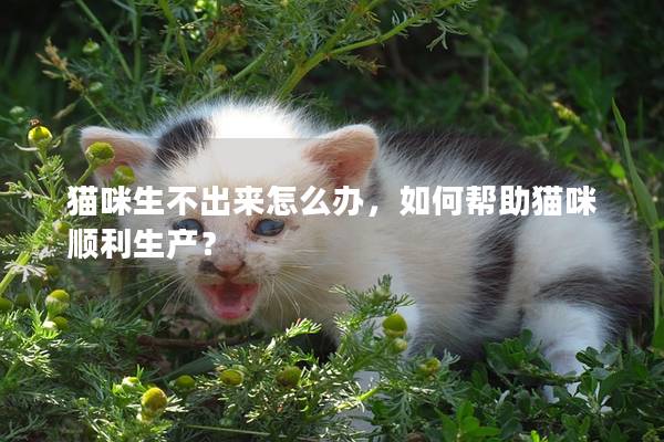 猫咪生不出来怎么办，如何帮助猫咪顺利生产？