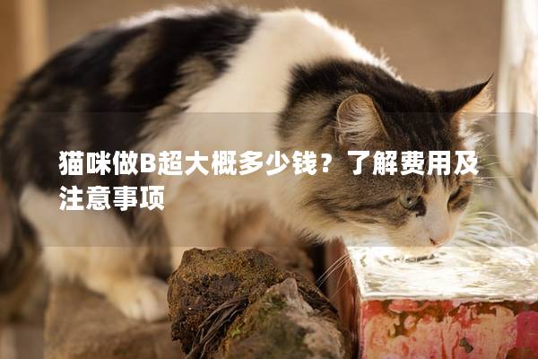 猫咪做B超大概多少钱？了解费用及注意事项