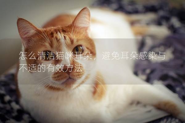 怎么清洁猫咪耳朵，避免耳朵感染与不适的有效方法