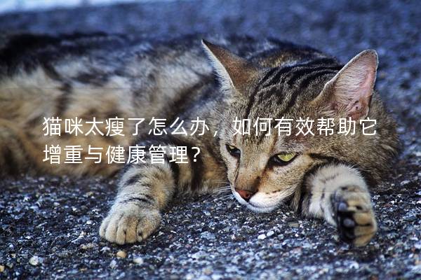 猫咪太瘦了怎么办，如何有效帮助它增重与健康管理？