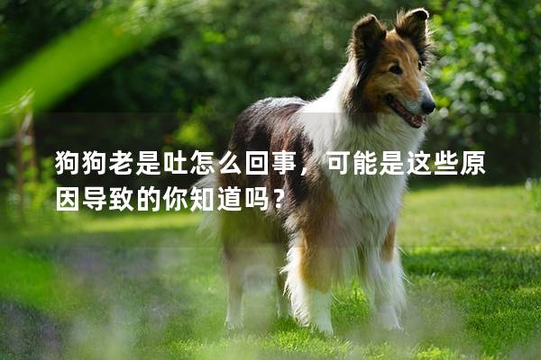 狗狗老是吐怎么回事，可能是这些原因导致的你知道吗？