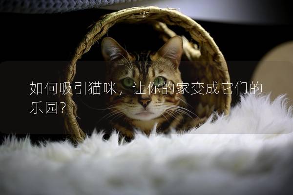 如何吸引猫咪，让你的家变成它们的乐园？