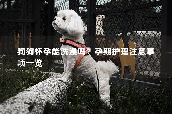 狗狗怀孕能洗澡吗？孕期护理注意事项一览