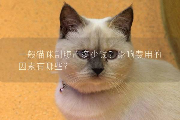 一般猫咪剖腹产多少钱？影响费用的因素有哪些？