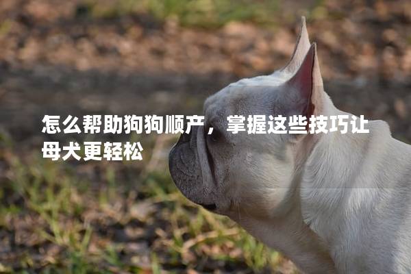 怎么帮助狗狗顺产，掌握这些技巧让母犬更轻松