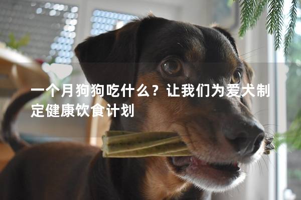 一个月狗狗吃什么？让我们为爱犬制定健康饮食计划