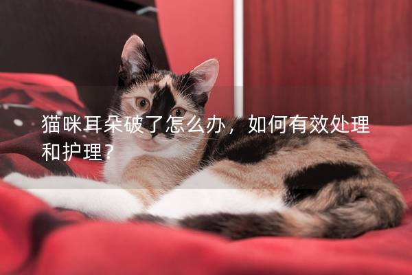 猫咪耳朵破了怎么办，如何有效处理和护理？