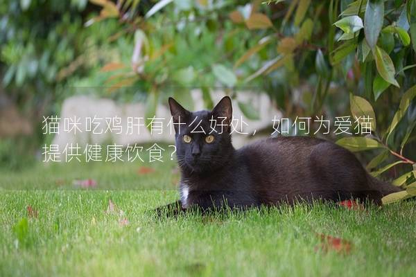 猫咪吃鸡肝有什么好处，如何为爱猫提供健康饮食？