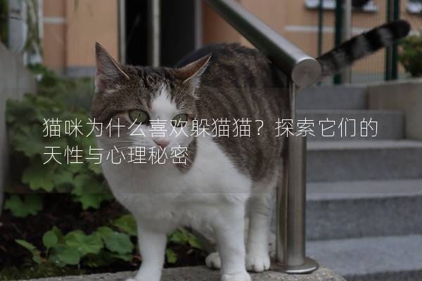 猫咪为什么喜欢躲猫猫？探索它们的天性与心理秘密