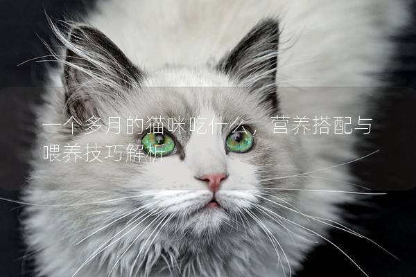 一个多月的猫咪吃什么，营养搭配与喂养技巧解析