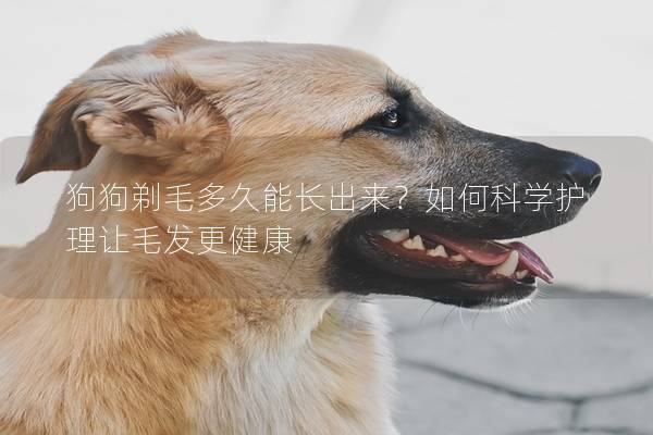 狗狗剃毛多久能长出来？如何科学护理让毛发更健康