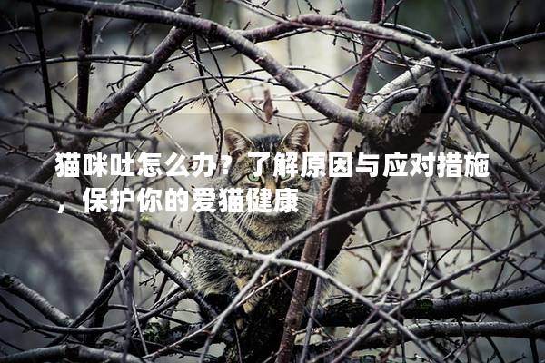 猫咪吐怎么办？了解原因与应对措施，保护你的爱猫健康