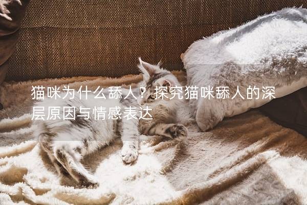 猫咪为什么舔人？探究猫咪舔人的深层原因与情感表达