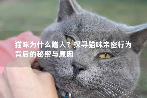 猫咪为什么蹭人？探寻猫咪亲密行为背后的秘密与原因