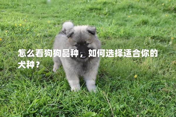 怎么看狗狗品种，如何选择适合你的犬种？