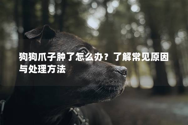 狗狗爪子肿了怎么办？了解常见原因与处理方法