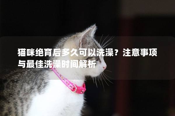 猫咪绝育后多久可以洗澡？注意事项与最佳洗澡时间解析