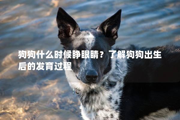 狗狗什么时候睁眼睛？了解狗狗出生后的发育过程