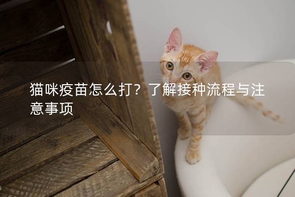 猫咪疫苗怎么打？了解接种流程与注意事项