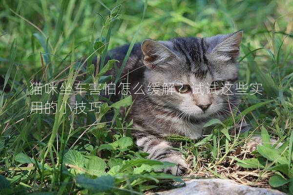 猫咪坐车害怕怎么缓解？试试这些实用的小技巧