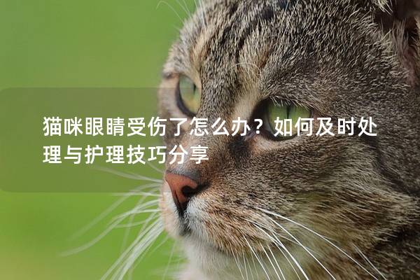 猫咪眼睛受伤了怎么办？如何及时处理与护理技巧分享