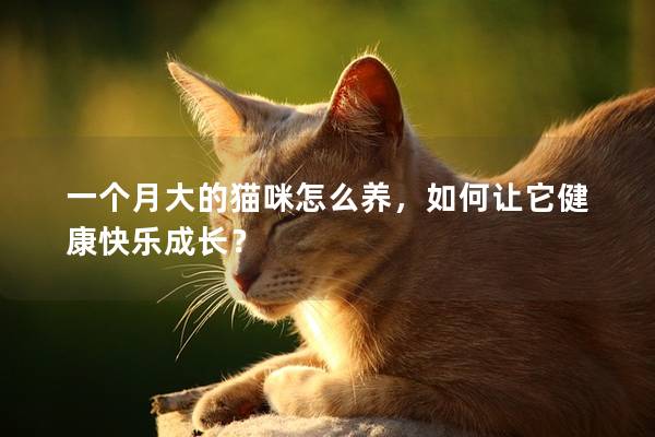 一个月大的猫咪怎么养，如何让它健康快乐成长？