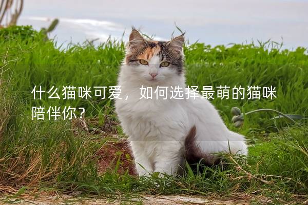 什么猫咪可爱，如何选择最萌的猫咪陪伴你？