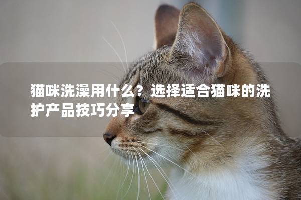 猫咪洗澡用什么？选择适合猫咪的洗护产品技巧分享