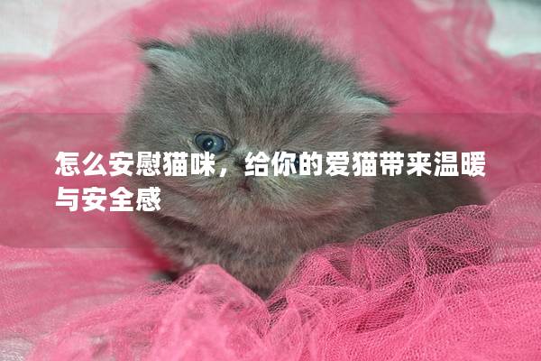 怎么安慰猫咪，给你的爱猫带来温暖与安全感