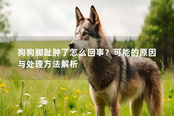 狗狗脚趾肿了怎么回事？可能的原因与处理方法解析