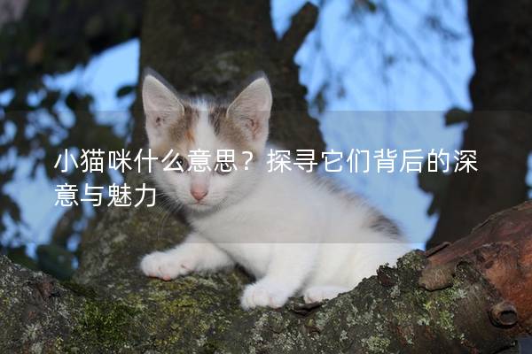 小猫咪什么意思？探寻它们背后的深意与魅力