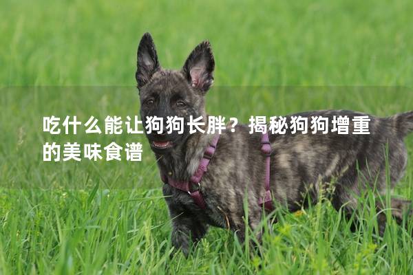 吃什么能让狗狗长胖？揭秘狗狗增重的美味食谱