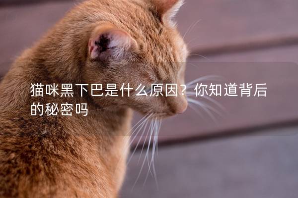 猫咪黑下巴是什么原因？你知道背后的秘密吗