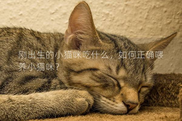 刚出生的小猫咪吃什么，如何正确喂养小猫咪？