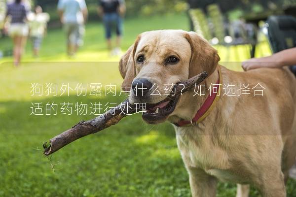 狗狗外伤露肉用什么药？如何选择合适的药物进行处理