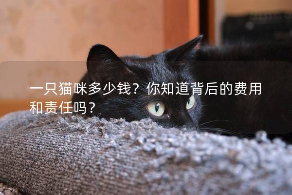 一只猫咪多少钱？你知道背后的费用和责任吗？