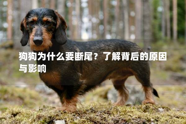 狗狗为什么要断尾？了解背后的原因与影响