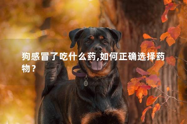 狗感冒了吃什么药,如何正确选择药物？