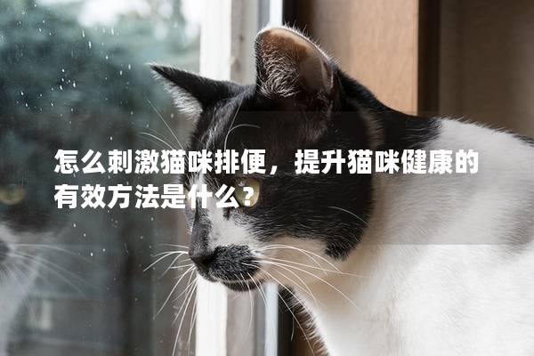 怎么刺激猫咪排便，提升猫咪健康的有效方法是什么？