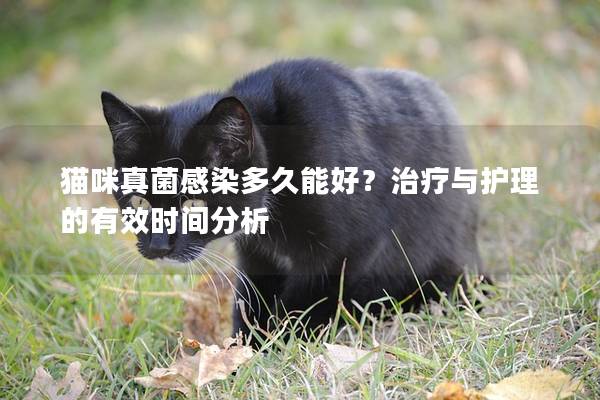 猫咪真菌感染多久能好？治疗与护理的有效时间分析