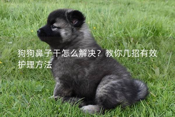 狗狗鼻子干怎么解决？教你几招有效护理方法