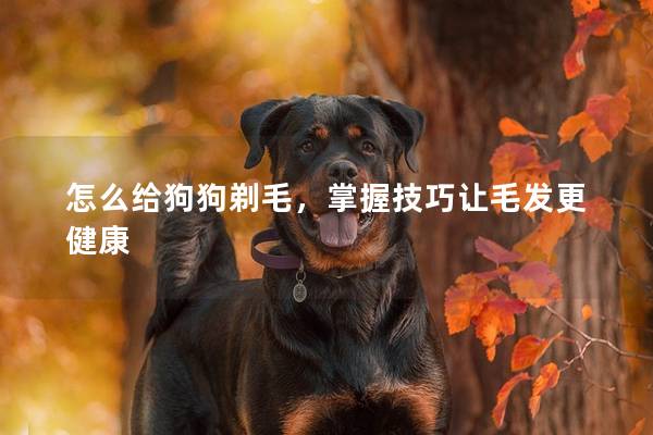 怎么给狗狗剃毛，掌握技巧让毛发更健康