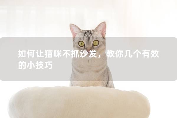 如何让猫咪不抓沙发，教你几个有效的小技巧