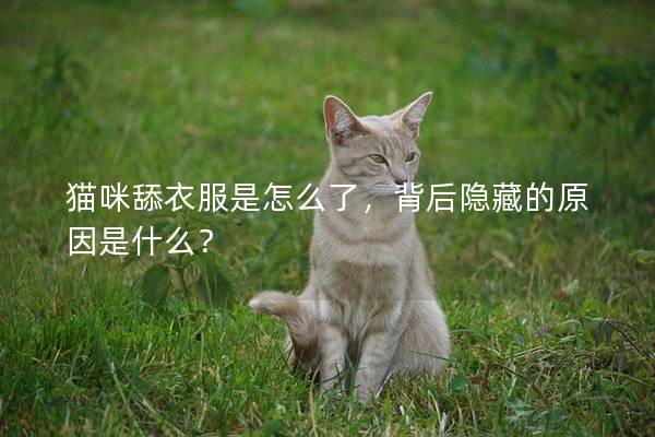 猫咪舔衣服是怎么了，背后隐藏的原因是什么？