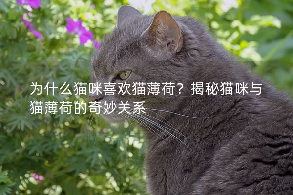 为什么猫咪喜欢猫薄荷？揭秘猫咪与猫薄荷的奇妙关系